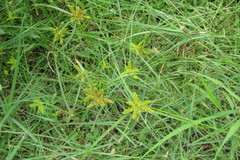 Cyperus cyperinus